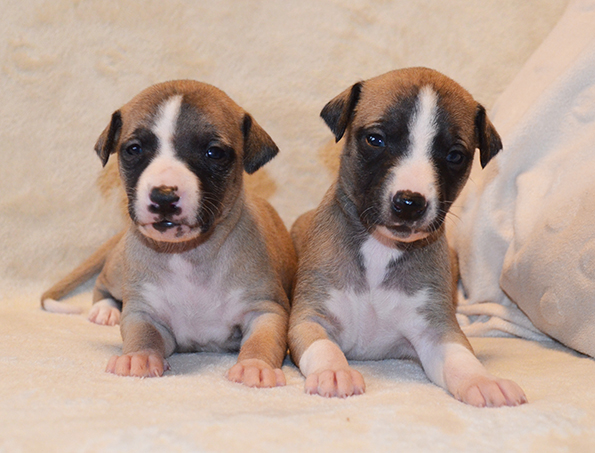 Filisart 2025 - Miot J - suczki